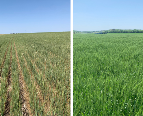 Variable yield potential shown in comparison of field from the Kansas wheat crop