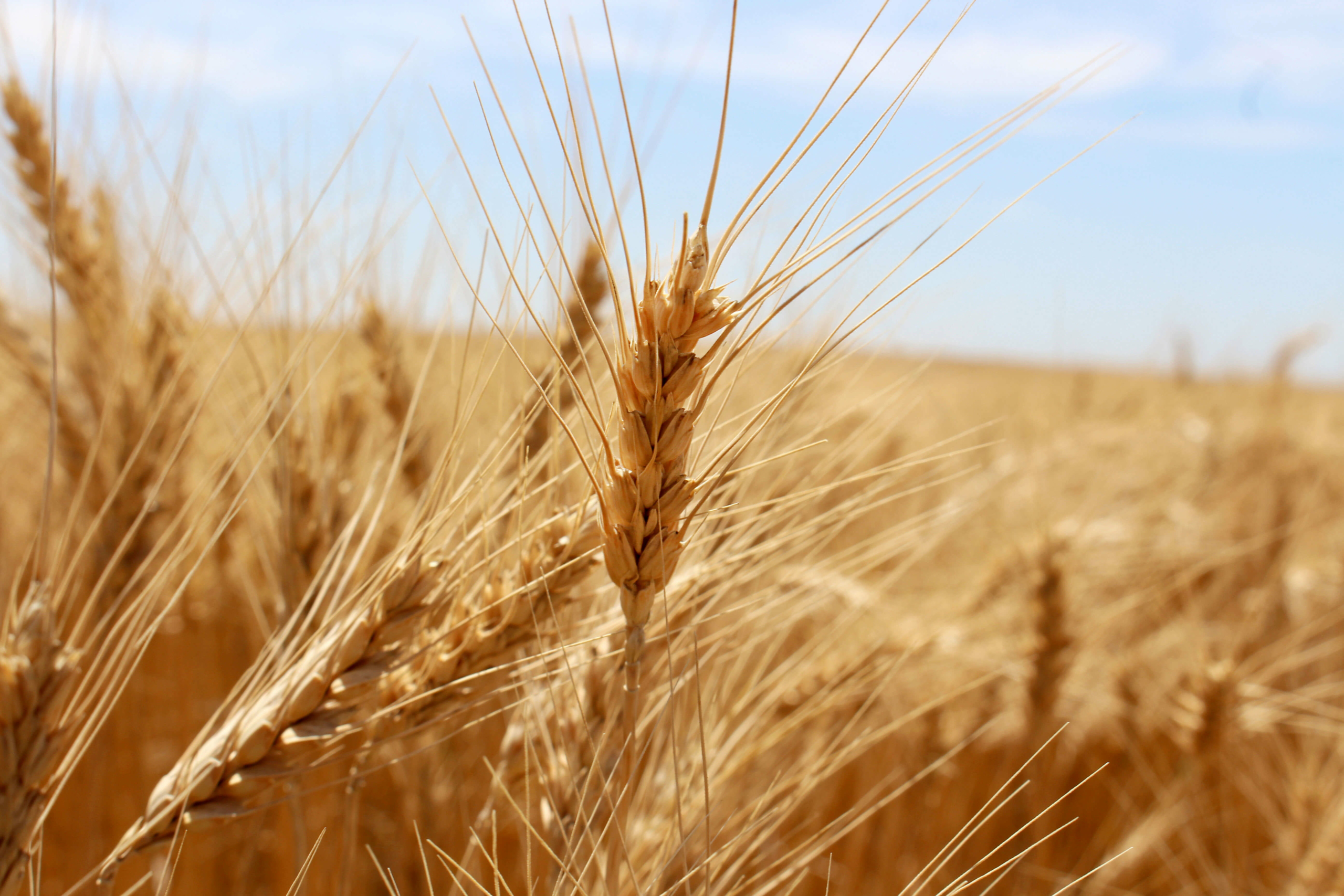 Representing U.S. Wheat Production