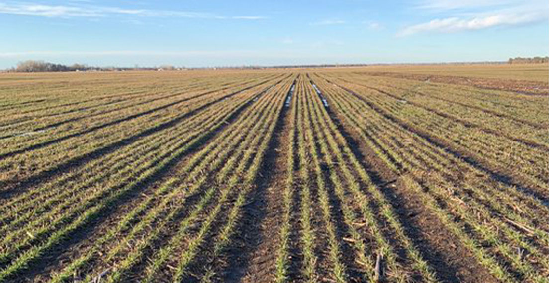 Wheat growing in rows in South Dakota