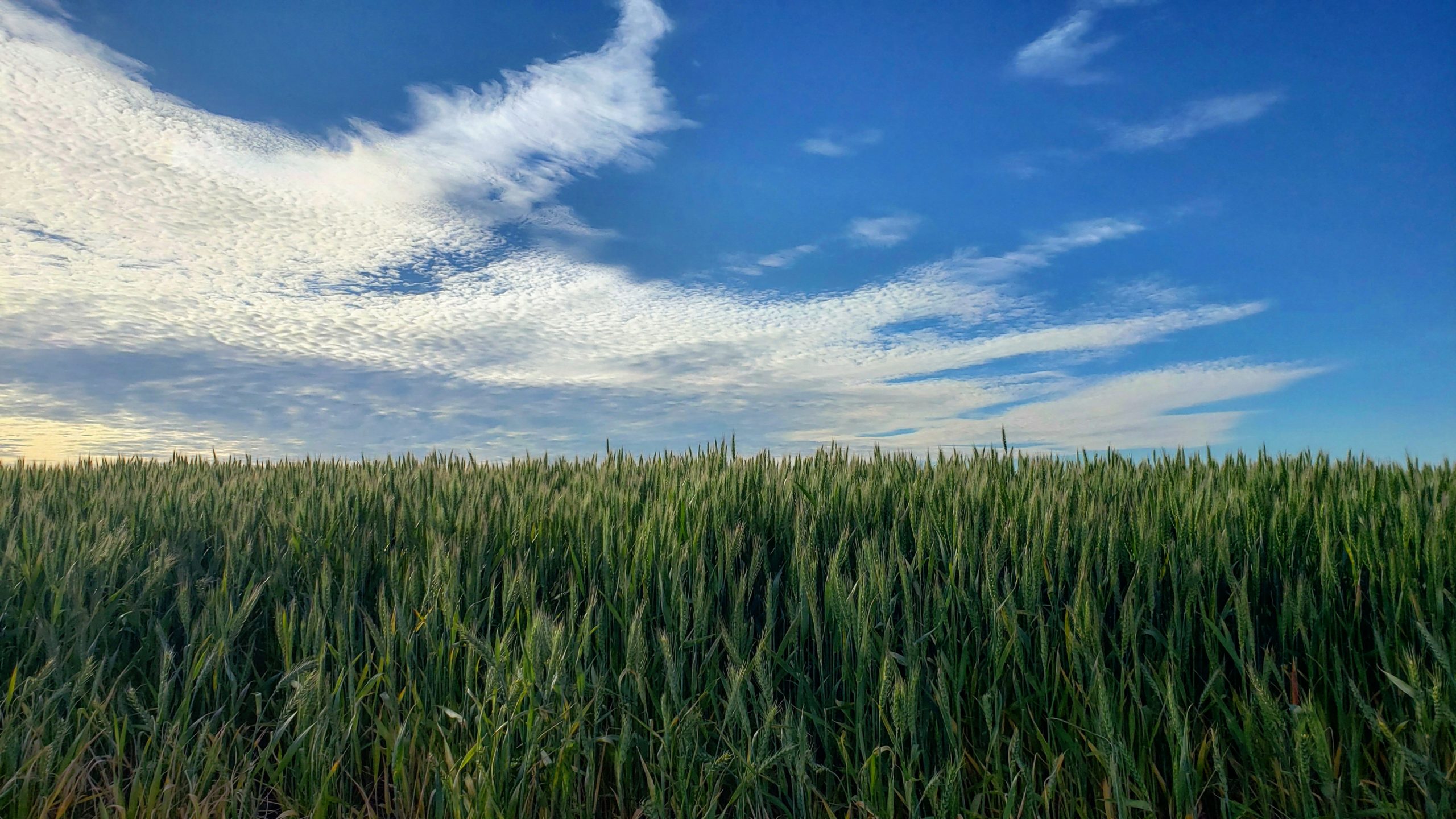 green Oregon soft white wheat field in 2018