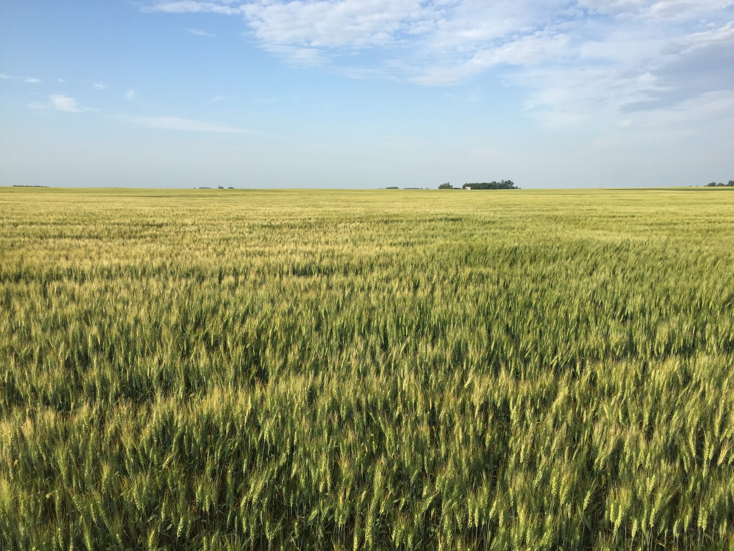 Wheat field to illustrate wheat stocks-to-use ratio story.