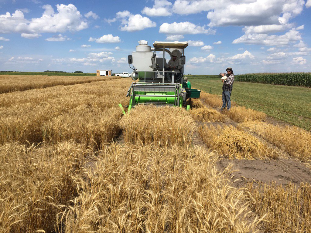 North Dakota State University is home to three HRS, durum and HRW Public Wheat Breeding Programs.