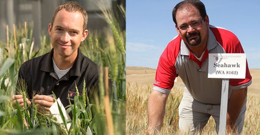 To show Washington State University wheat breeders.