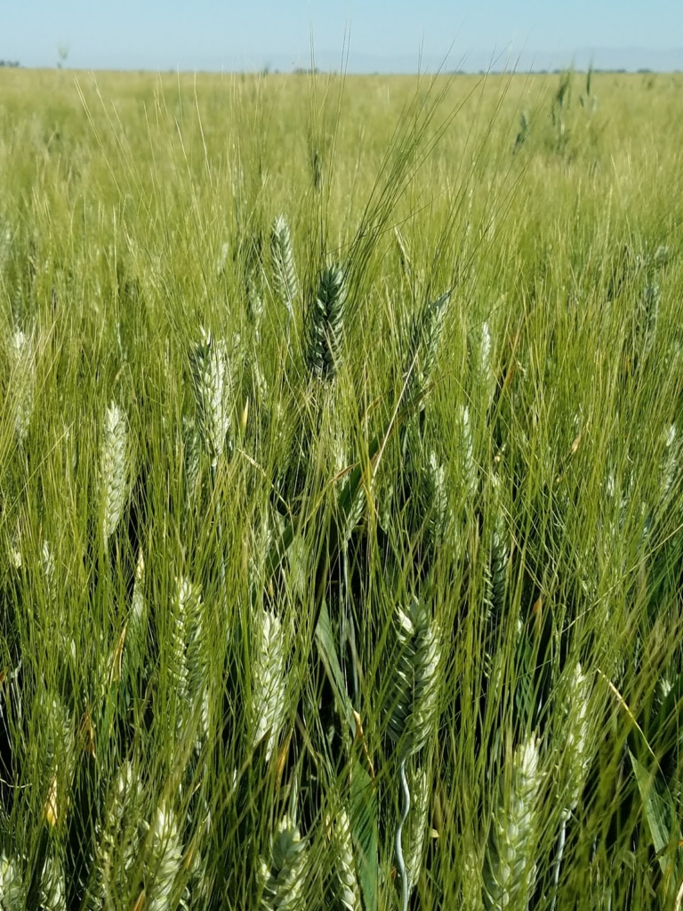 Desert Durum® Continues to Deliver Consistently Quality - U.S. Wheat Associates