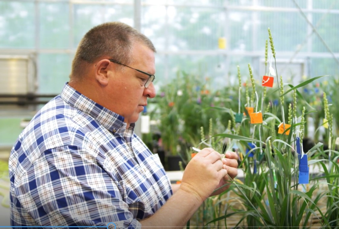 Farmer-Backed Heartland Plant Innovations Helps Unlock Wheat’s Genetic Potential