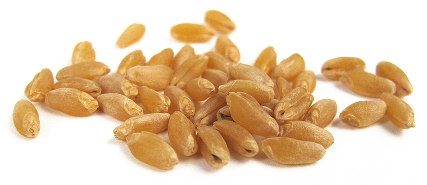 Photo of durum kernels to illustrate durum production story