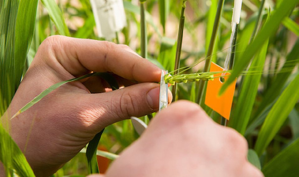 Image is a close up of wheat breeding work to illustrate the article on gene editing in agriculture.