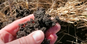To show the productive quality of soil