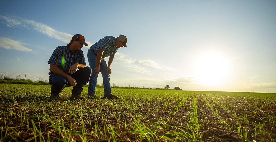 Owners of Peters Farms in Okarche, Oklahoma, examine seedling wheat on their farm.