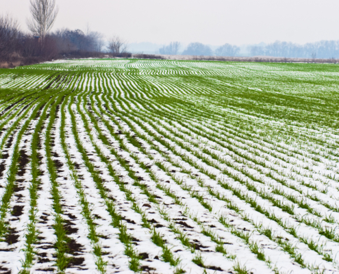 A field of wheat in snow to illustrate USDA reports on winter wheat seeding.