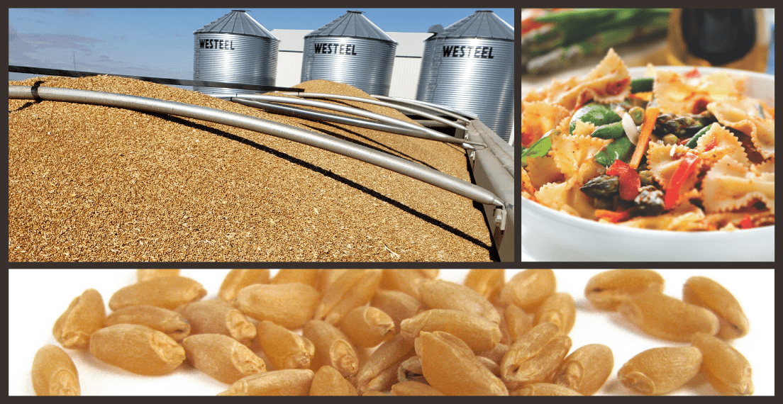 Compound image shows durum harvested from the field, in grain form, and in pasta