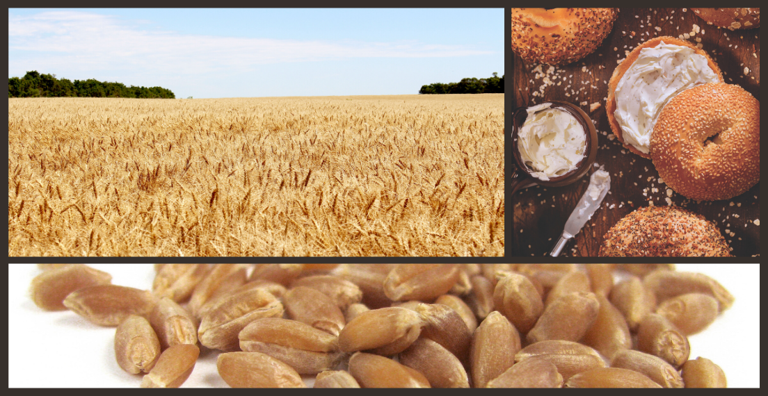 Compound image shows hard red spring wheat in the field, harvested, and in bagels.