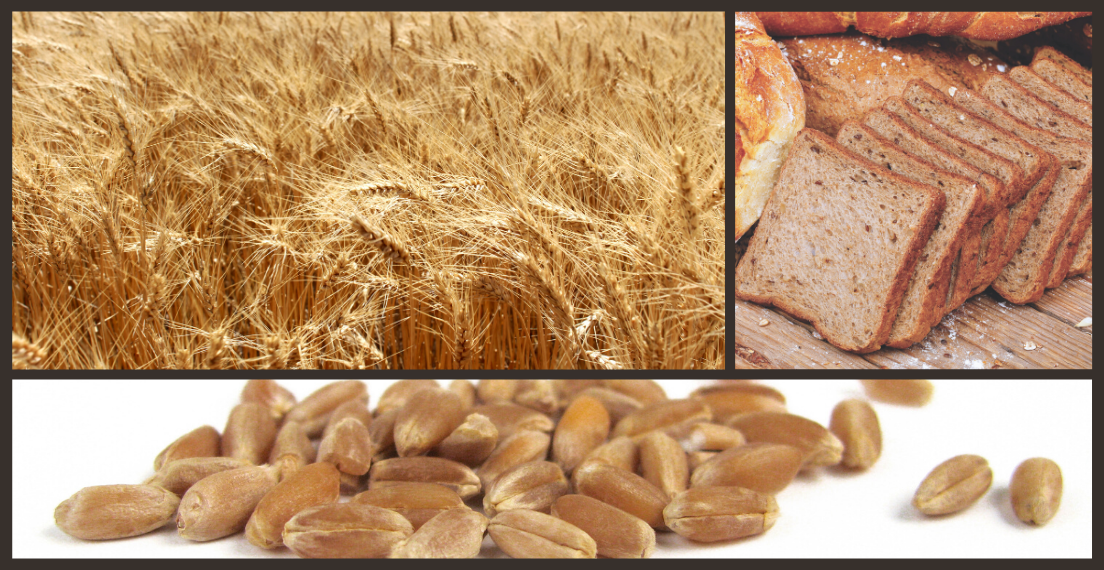 Compound image shows hard red winter wheat in the field., harvested and in bread