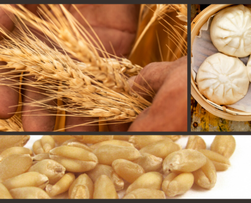 Compound image shows hard white wheat in the field, harvested, and in Chinese steam buns.