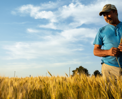 Image shows a farmer inspecting mature wheat in a field.