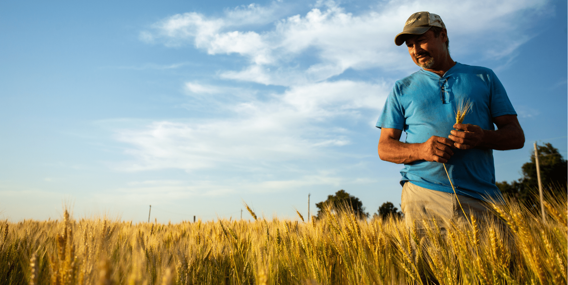 Image shows a farmer inspecting mature wheat in a field.