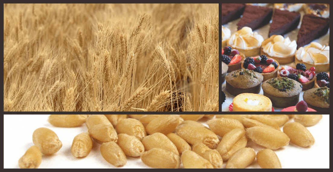 Compound image shows soft white wheat in the field, harvested, and in cakes and pastries.