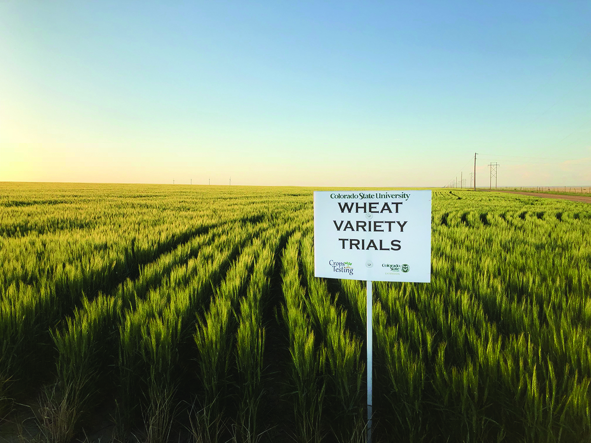 An image showing a wheat variety trial field to illustrate the article on gene editing in agriculture.