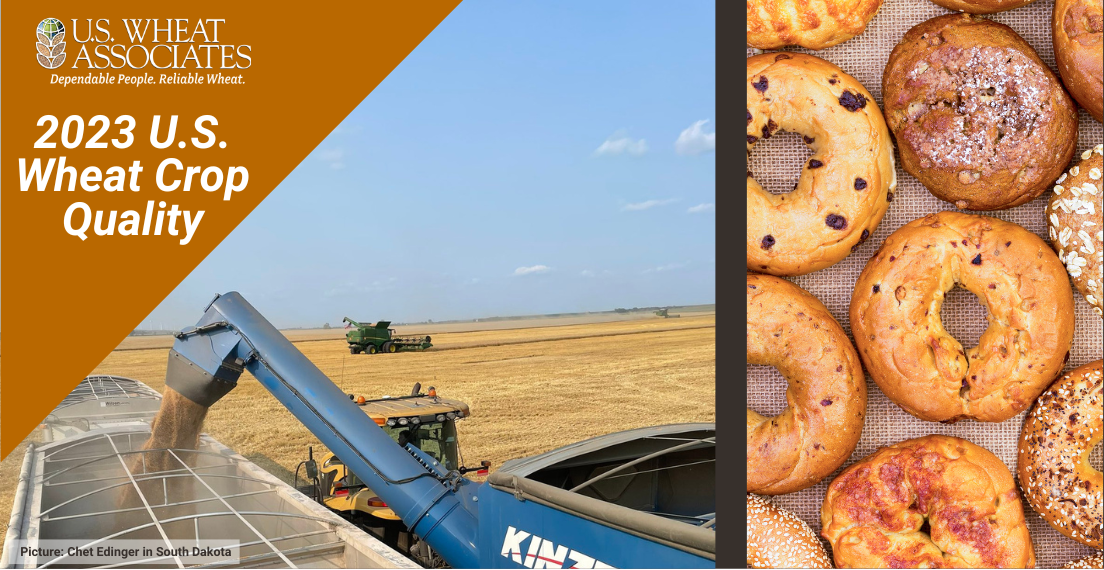 Graphic image shows hard red winter wheat being unloaded into a truck with a combine harvesting wheat in the background and a photo of bagels.