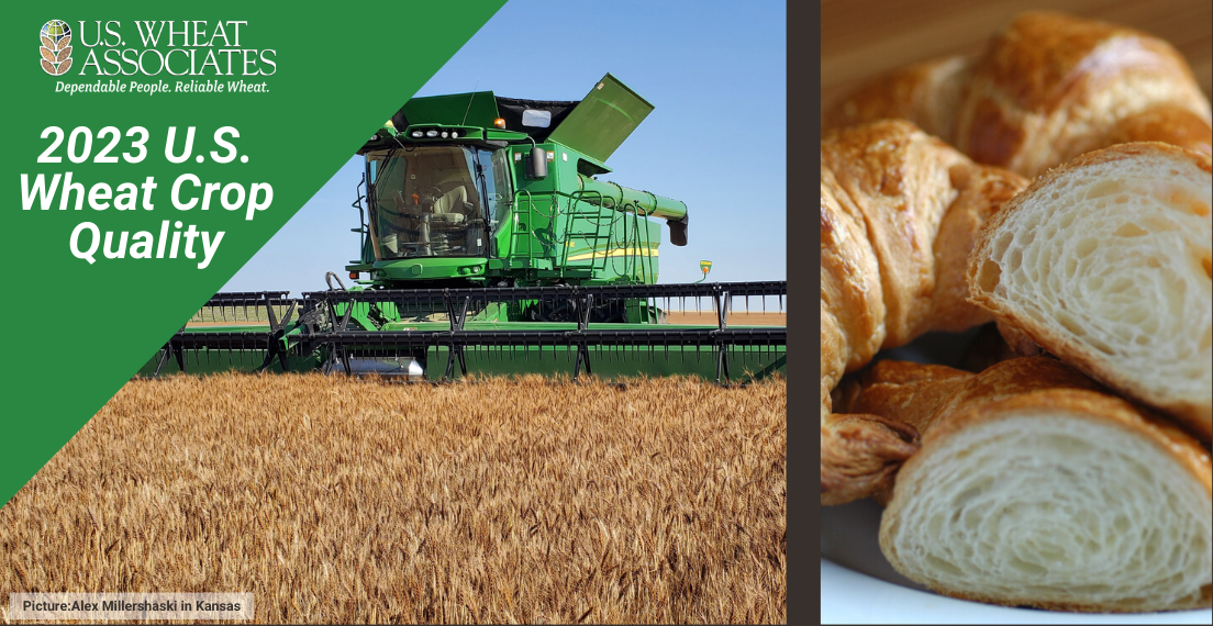 Image promotes the 2023 Crop Quality Report for hard red winter wheat; includes an image of a green combine harvesting wheat and close up image of croissants made with HRW flour.