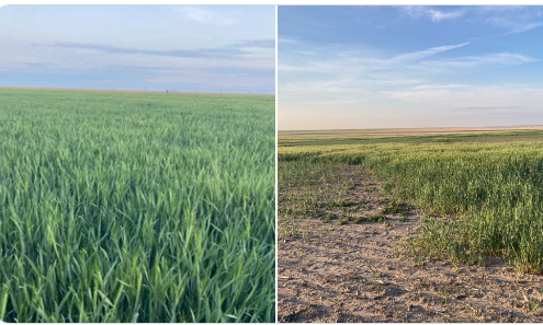 This image of two wheat fields shows good production potential and variable potential from the 2024 wheat tour.