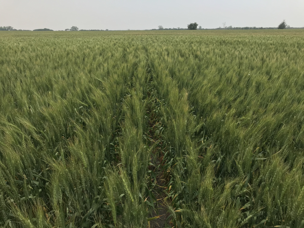 HRS wheat rows showing effect of drought in North Dakota