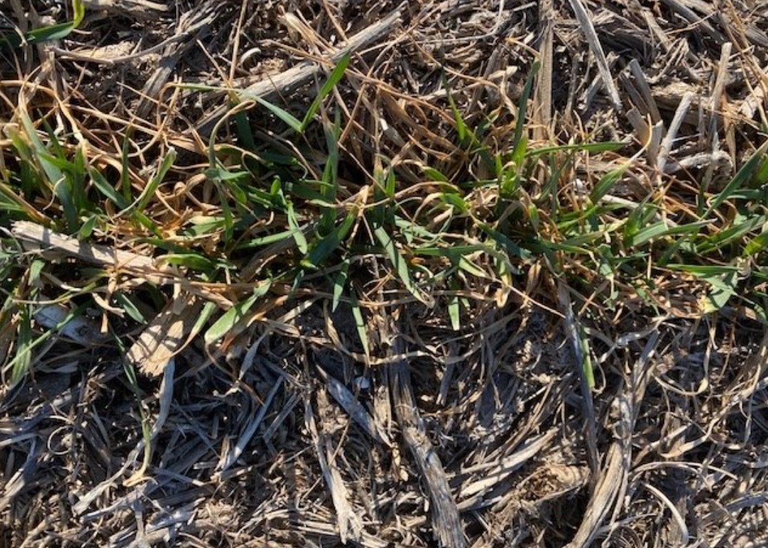 Young wheat plants emerging after winter to show wheat in drought