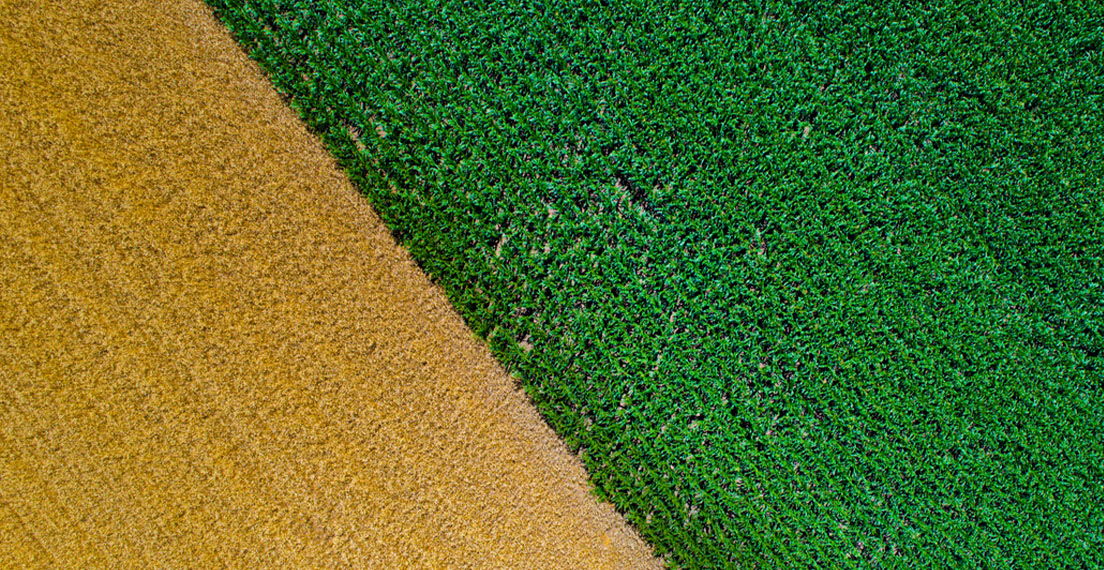 Image shows corn and wheat fields next to each other.