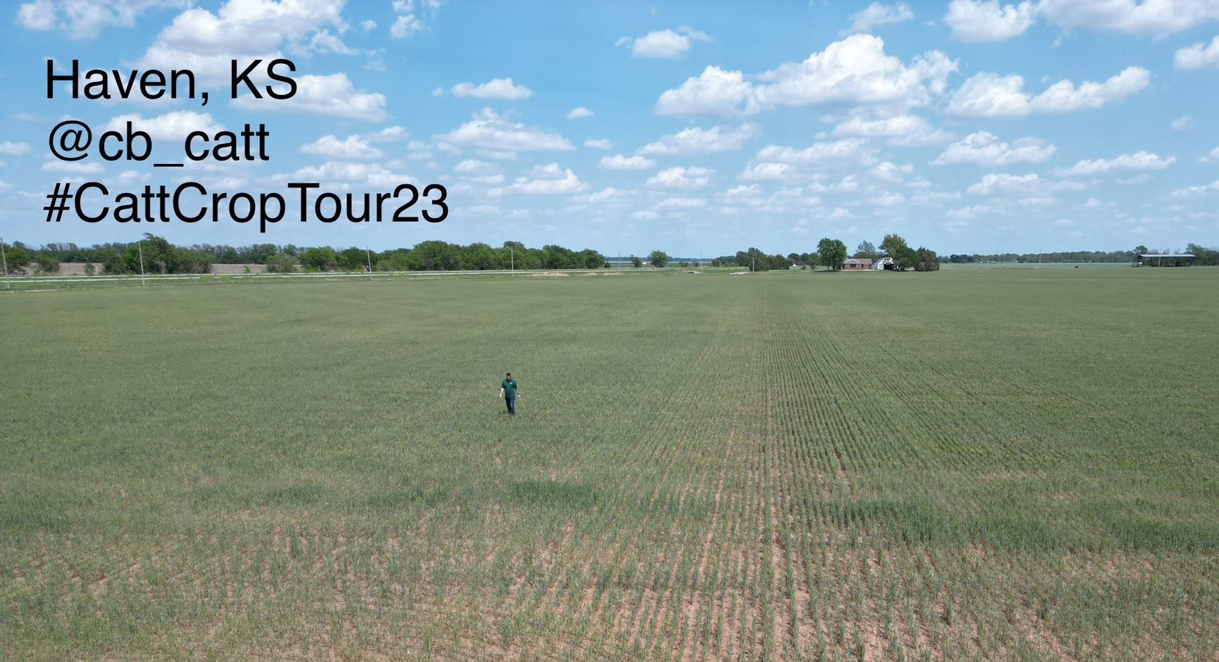 Photo from Corbin Catt/Catt& Crew Farms posted on Twitter showing a field in Haven, KS, May 17, 2023 during the Wheat Quality Council Hard Winter Wheat tour; yiled estimated at 10 bu/a.