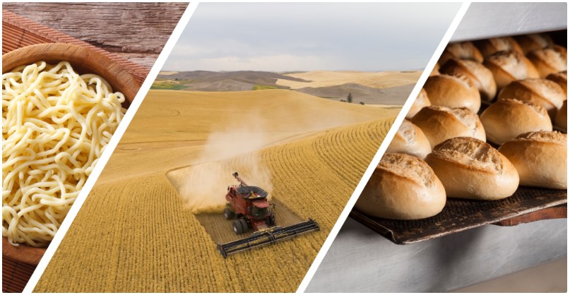 Tryptic image of pasta, wheat harvest and bread rolls to illustrate the launch of the 2022 USW Crop Quality Report.