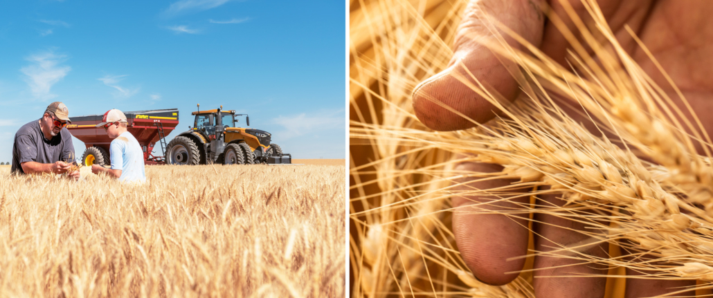 Extreme drought conditions in the Southern Plains caused production of hard white wheat to decline in 2022. However, samples of the crop show good quality performance in milling, dough properties and finished products.