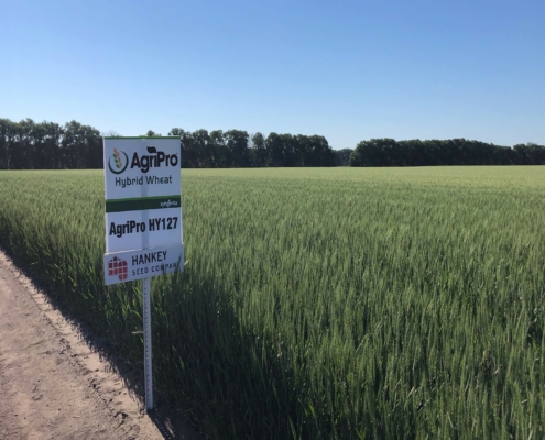 Image of a hybrid wheat field with a field sign and the name AgriPro HY127.