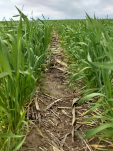 Wheat growing in rows