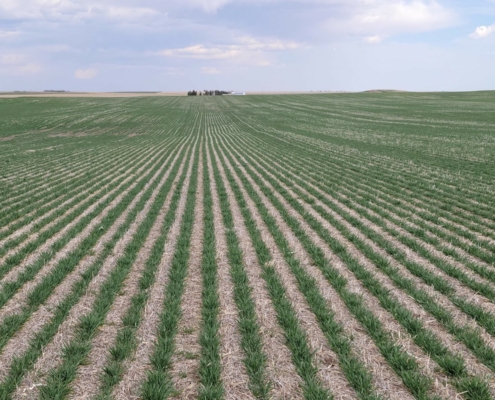A no-till wheat field in Nebraska shows rows disappearing into a vanishing point in the background.