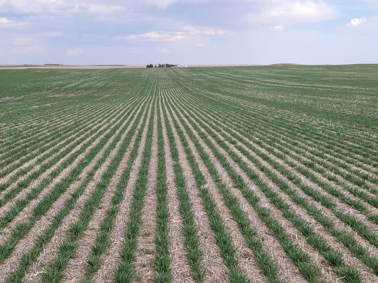 A no-till wheat field in Nebraska shows rows disappearing into a vanishing point in the background.