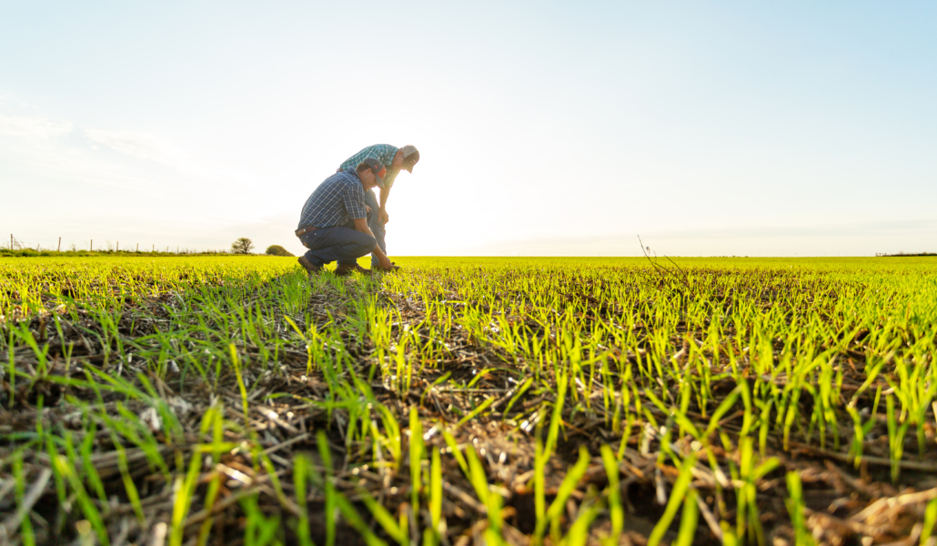 Michael Peters, who farms in central Oklahoma, inspects an emerging hard red winter wheat crop.