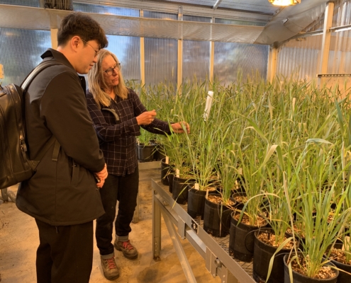 A woman in a greenhouse at the Washington State University showing wheat breeding research to a Korean man.