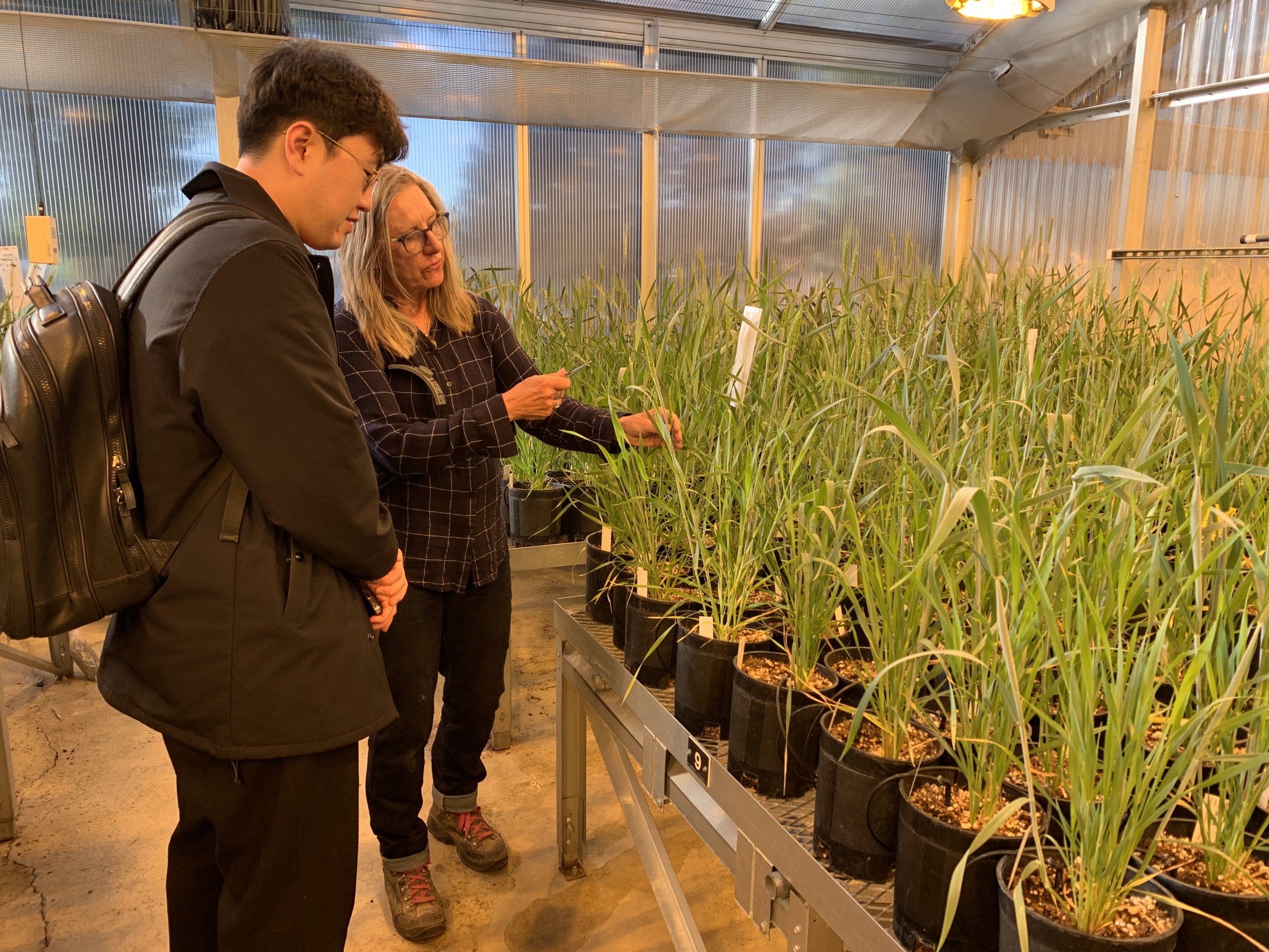 A woman in a greenhouse at the Washington State University showing wheat breeding research to a Korean man.