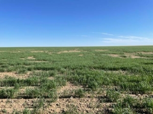 Photo by Colorado Wheat shows variable wheat conditions.