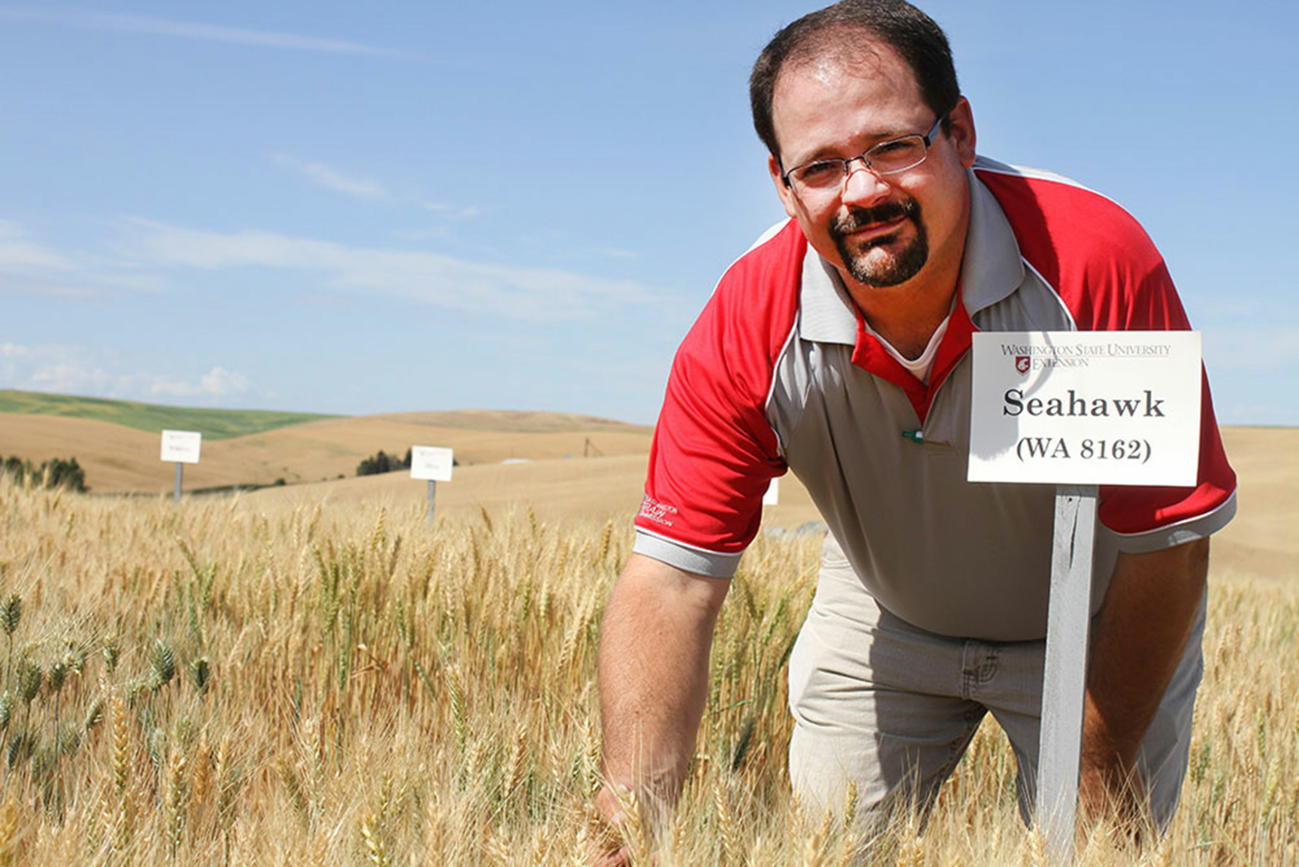 Image shows Dr. Michael Pumphrey, Washington State University wheat breeder, in a wheat test plot checking one of the varieties he and the WSU team developed.