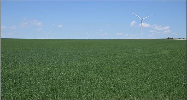A green field of wheat on a sunny day with a windmill on the horizon. Photo by Phil Westra.