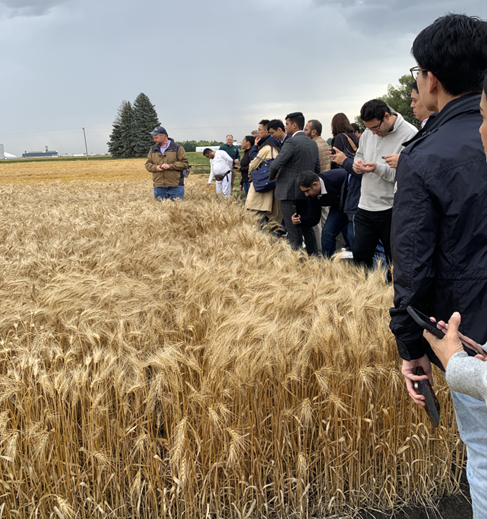 Grain Procurement Course participants at NDSU wheat variety trial plot