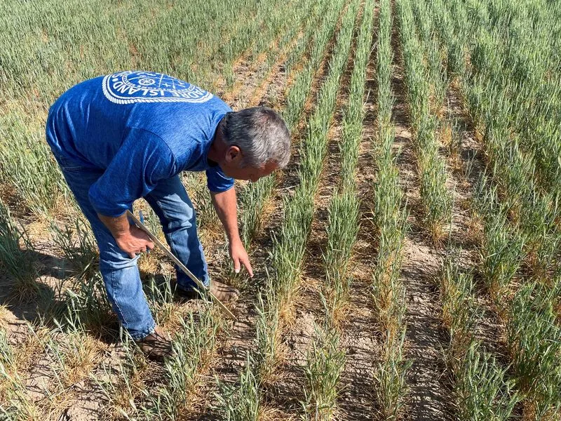 Reuters Photo showing farmer Gary Millershaski examining a stand of drought-stressed wheat during the 2023 Wheat Quality Council 2023 Hard Winter Wheat Tour.