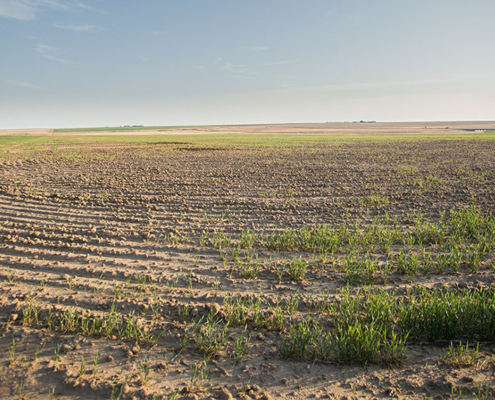 Photo from 2022 of a wheat field in southwestern Kansas to illustrate challenges to be seen on the Hard Winter Wheat tour.