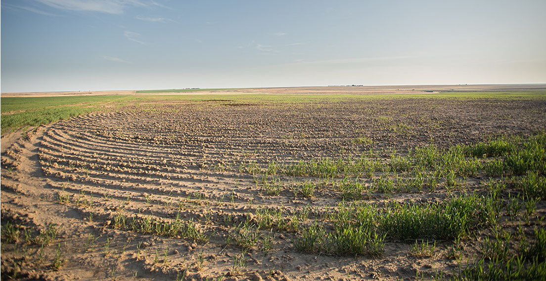 Photo from 2022 of a wheat field in southwestern Kansas to illustrate challenges to be seen on the Hard Winter Wheat tour.