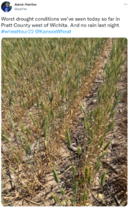 Dry wheat field from Pratt County showing drought in Kansas Wheat Crop