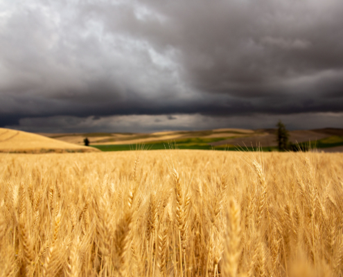 A mature soft white wheat field in the Pacific Northwest on a stormy day showing the impact of La Nina on wheat production.