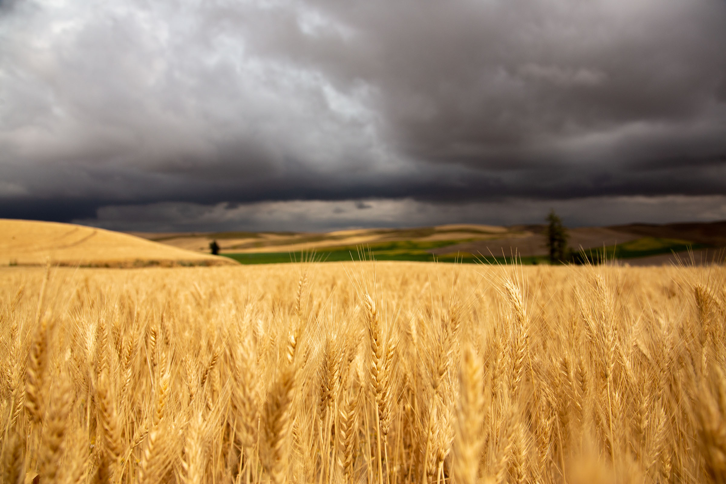 A mature soft white wheat field in the Pacific Northwest on a stormy day showing the impact of La Nina on wheat production.