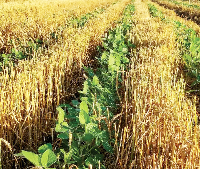 Soybeans planted in wheat stubble is a common site in many states where double-cropping helps farmers produce both crops.