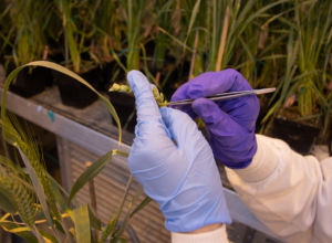 Image shows a researchers hands removing male parts of wheat plant spikelets to allow fertilization of plants in the double haploid breeding process.